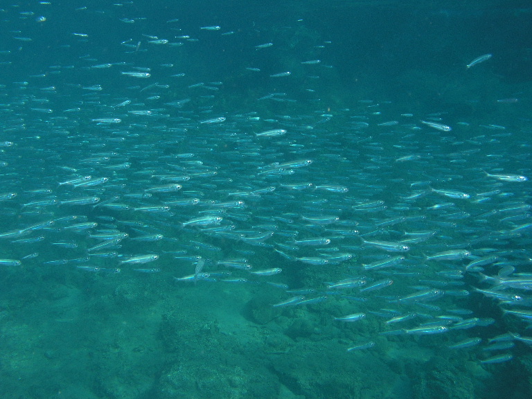 Schools of bait fish