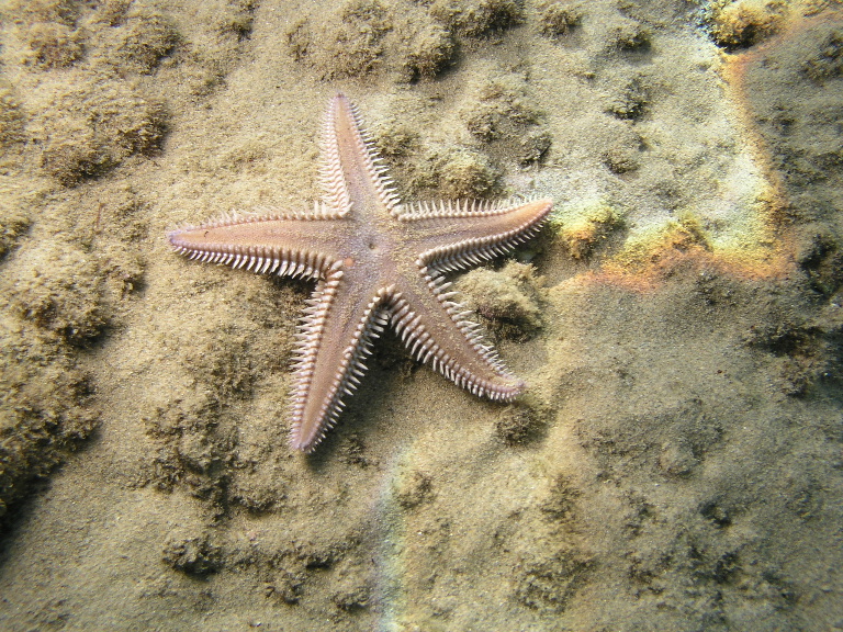 Comb starfish