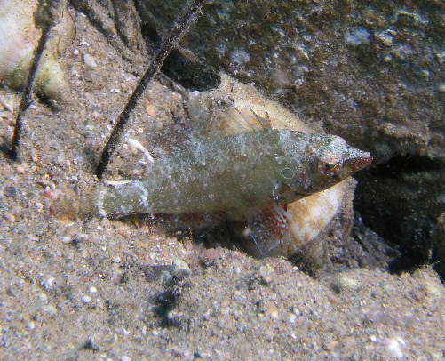 This little hawkfish isnt in any of my Mediterranean fish books.  I suspect its from the Red Sea.