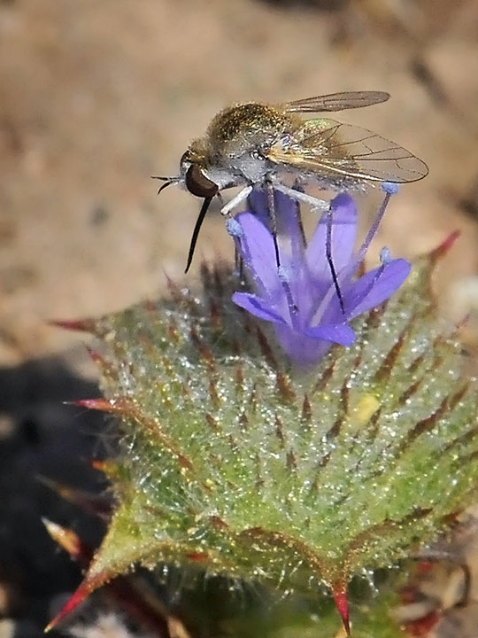 Bee Fly, Geron sp