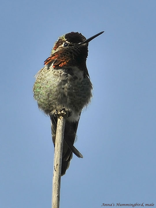 Annas Hummingbird