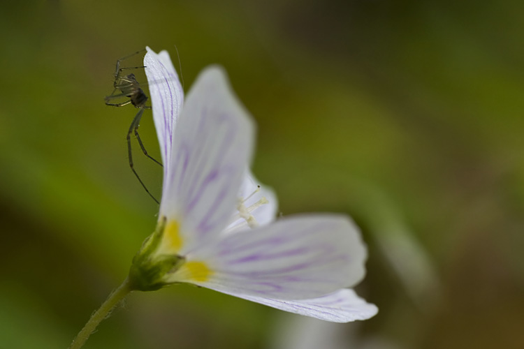 Szczawik zajeczy (<i>Oxalis acetosella L.</i>)