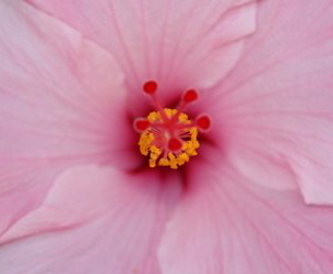 Flowers of Mexico