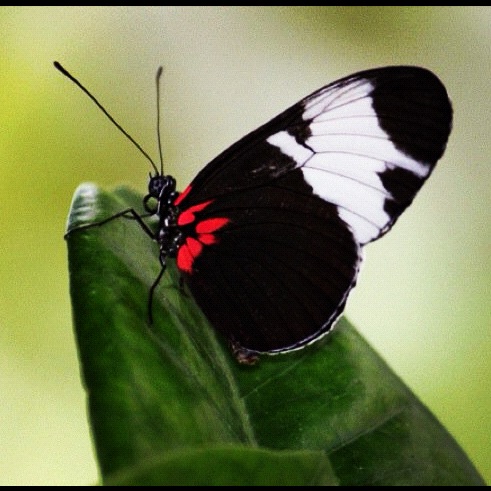 BUTTERFLY
