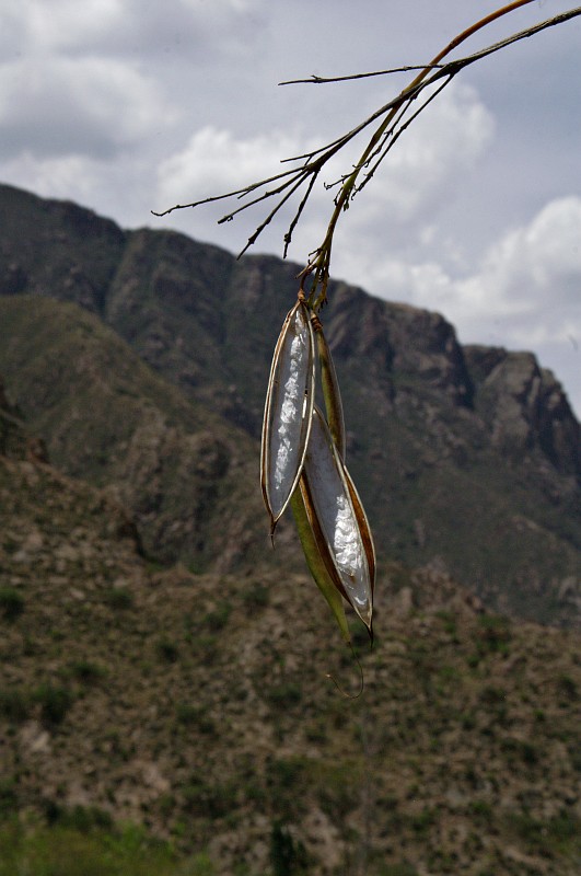 Near Cafayate - Rio Colorado valley