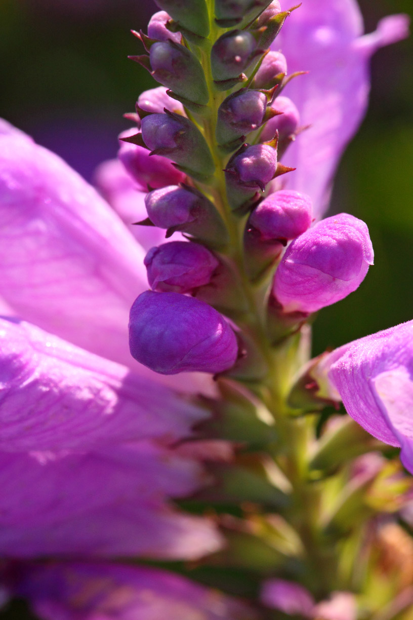 Purple Prairie