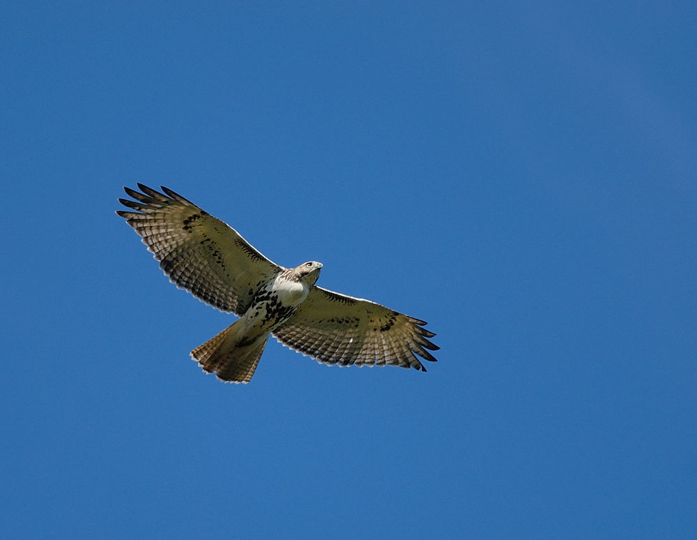 D25_0611.jpg