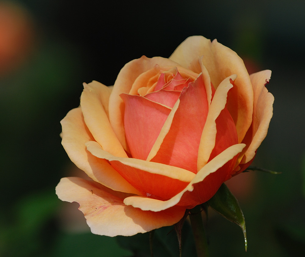 D27_6718.jpg