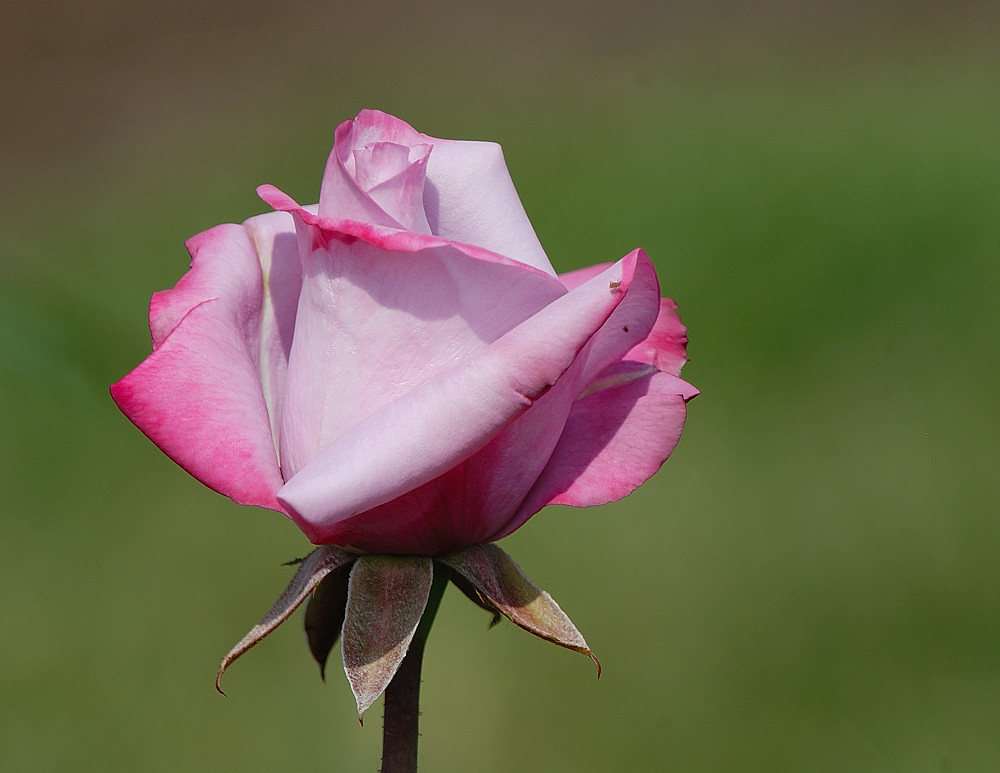 D27_6814.jpg