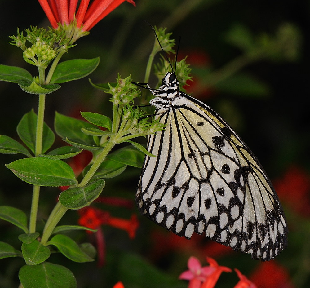 D33_4673.jpg