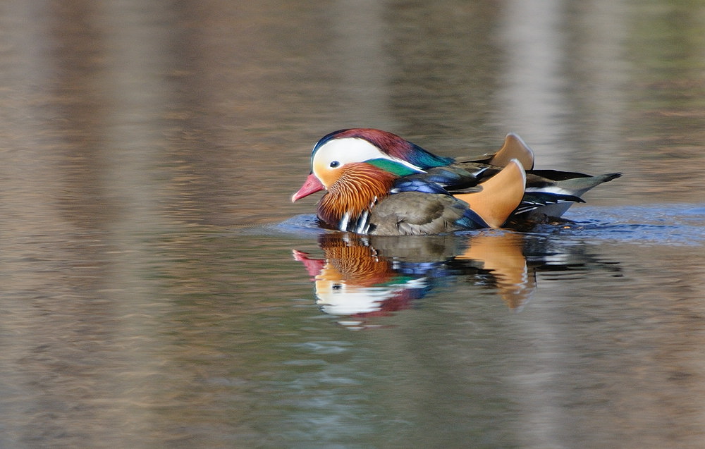 D34_6601.jpg
