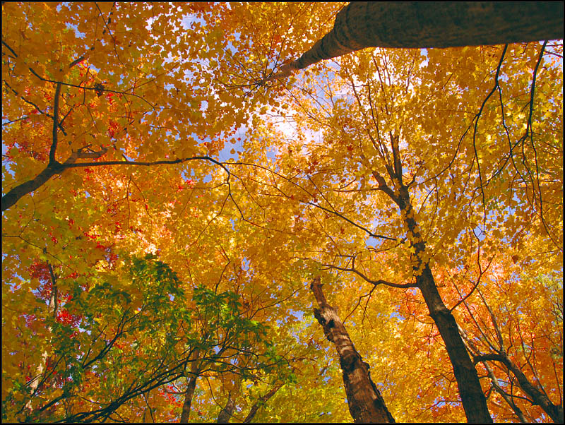autumn