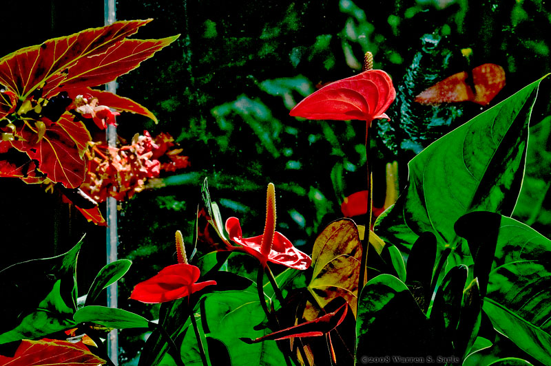 Horny Plant by Warren Sarle