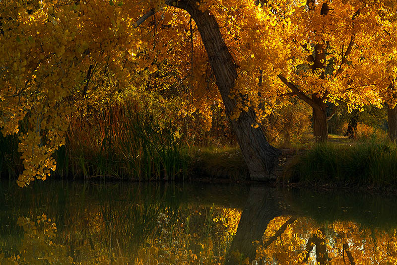 5th Place<br>The Pond by Albert Yanowich Jr.