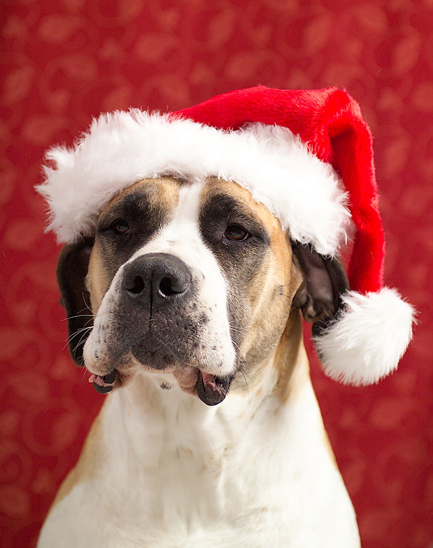 4th place<br>The Hound in the Hat by De Gauss