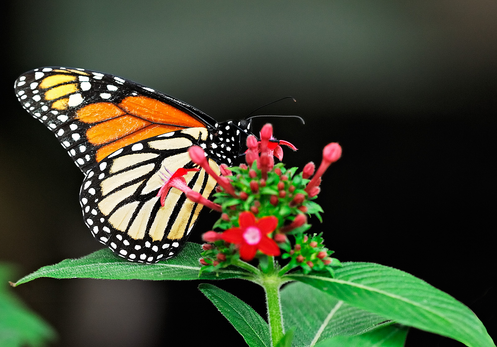 monarch butterfly 57