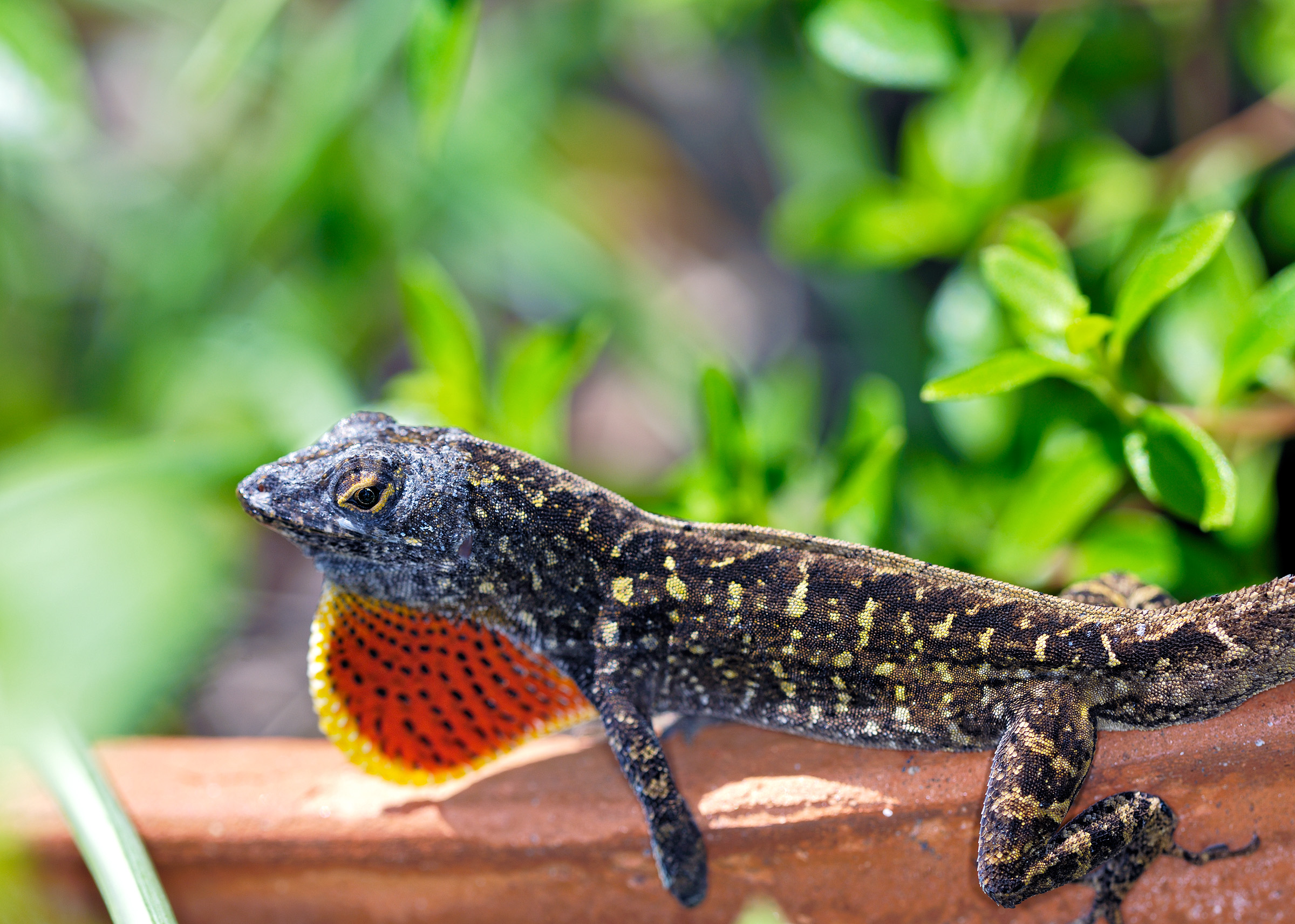 grey yellow speckled anole 01