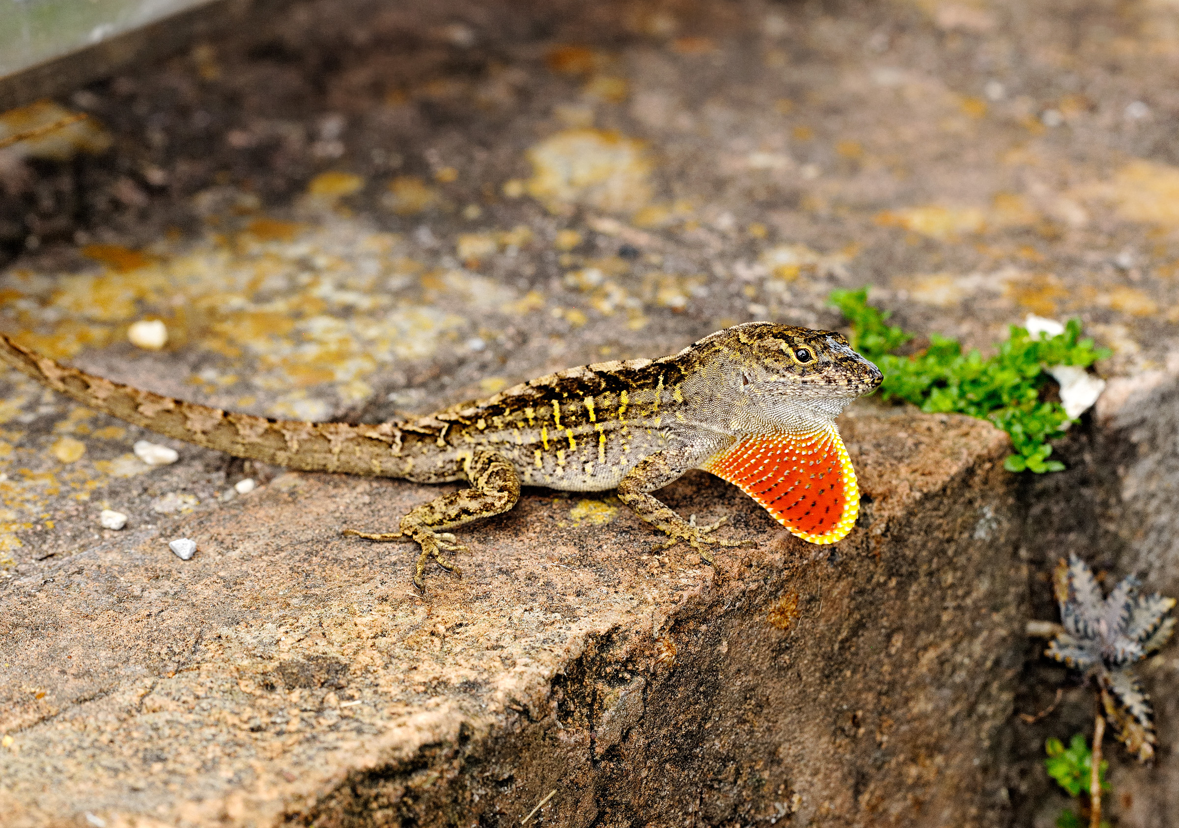 grey yellow speckled anole 05