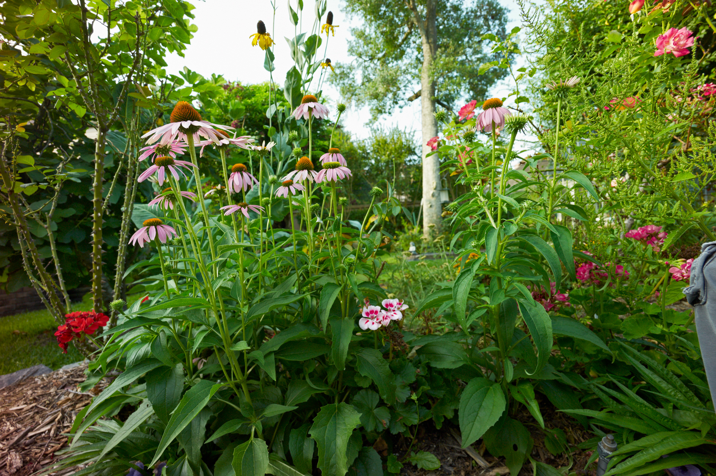 patio bed to S