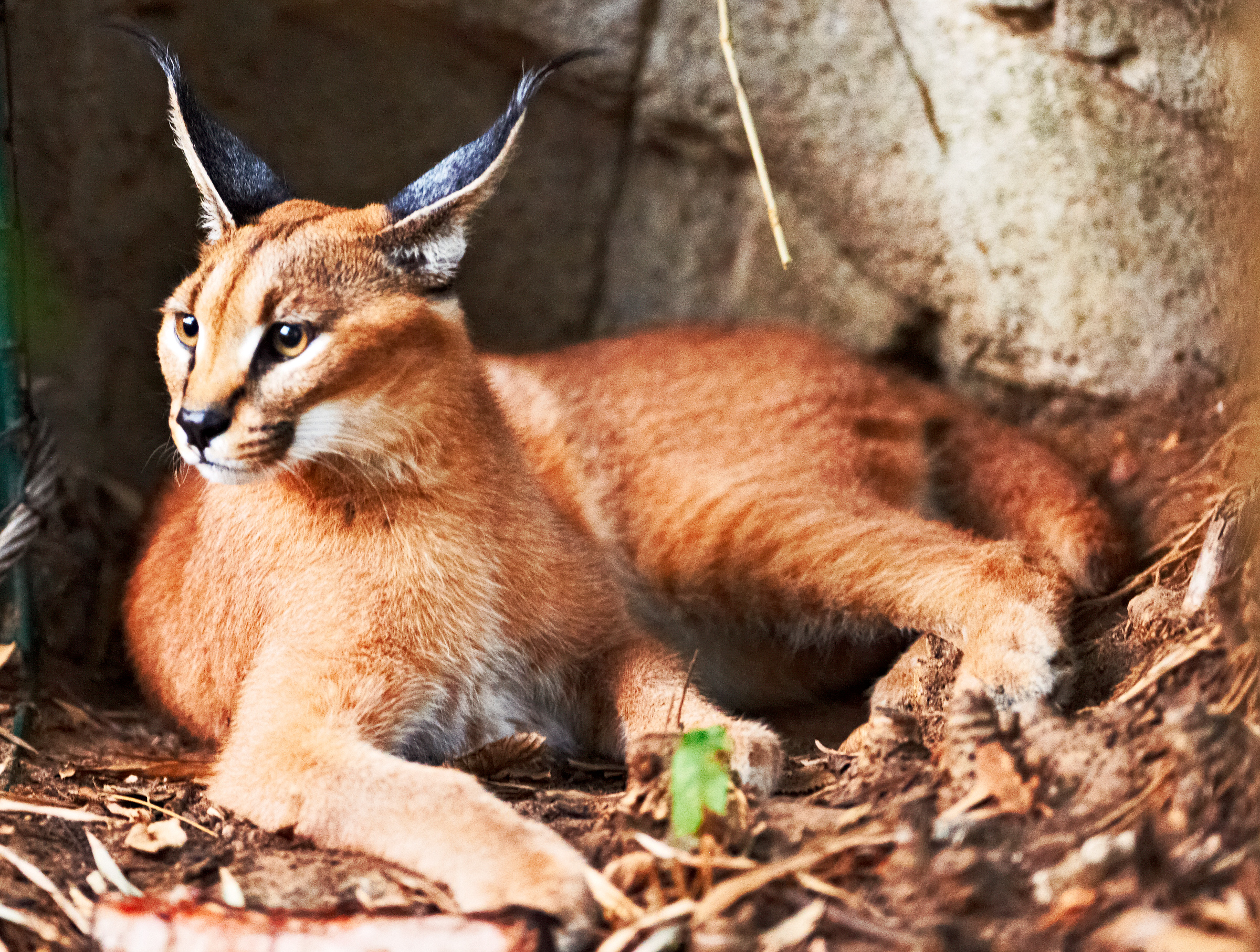 Caracal hiding