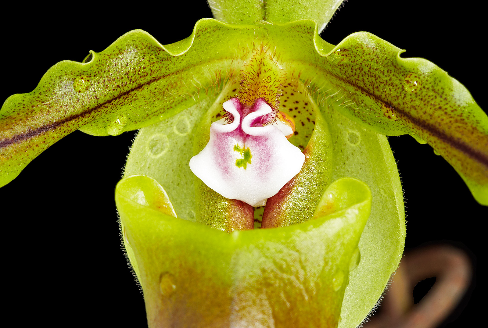 Paph spicerianum 03