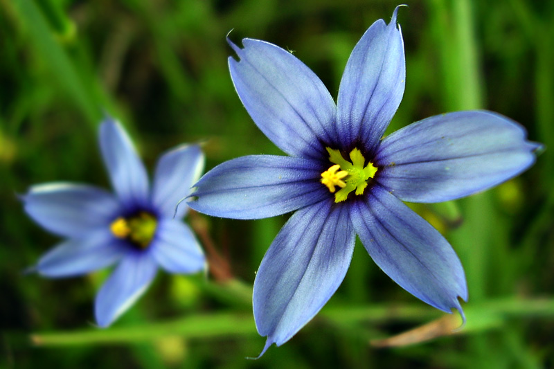 Blue-eyed Grass