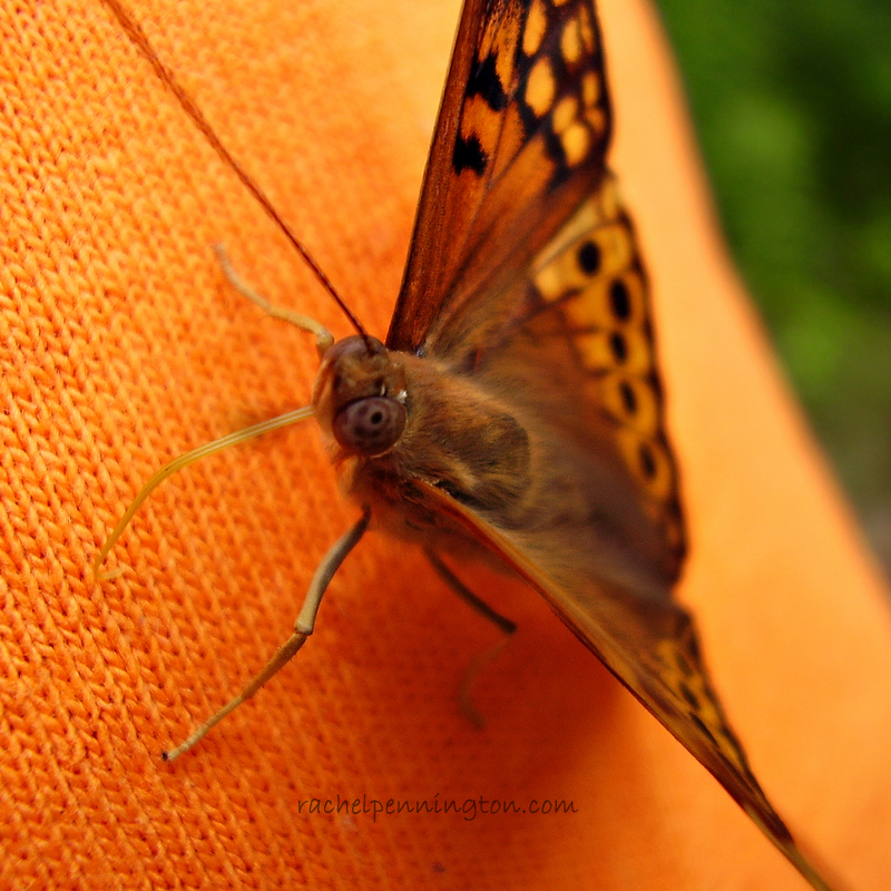 Tawny Emperor