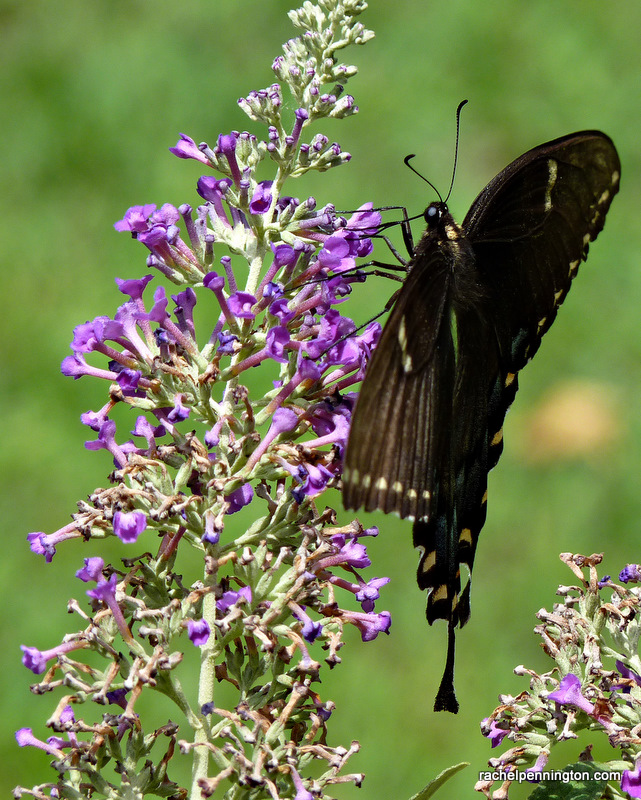 Black Swallowtail, Female