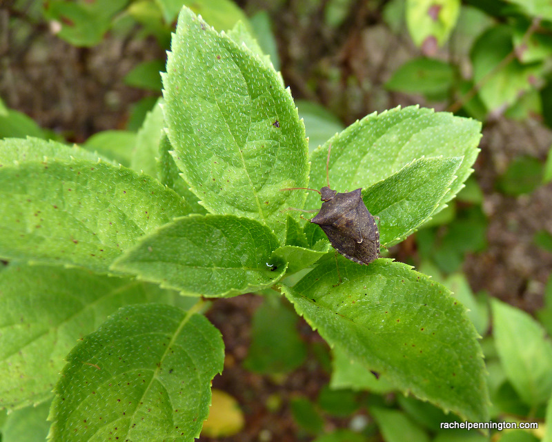 Stink Bug