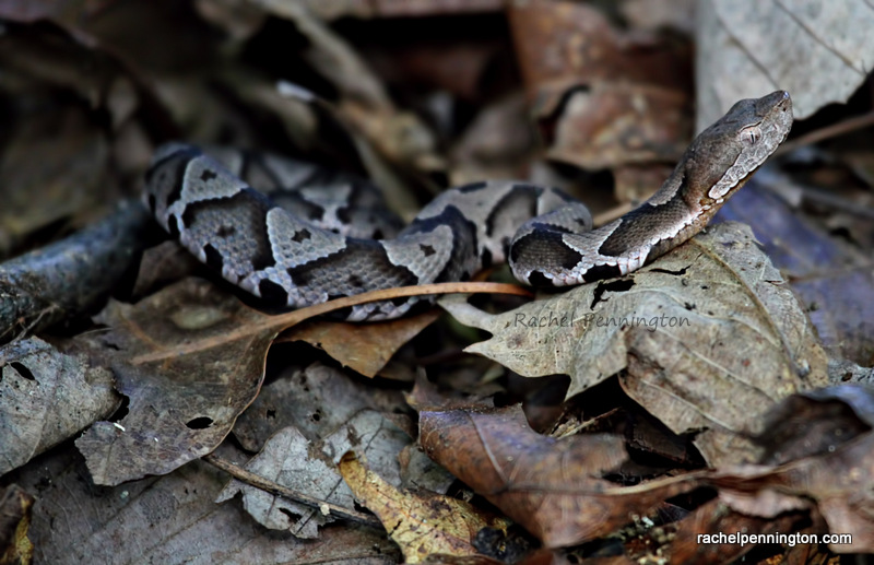 Copperhead