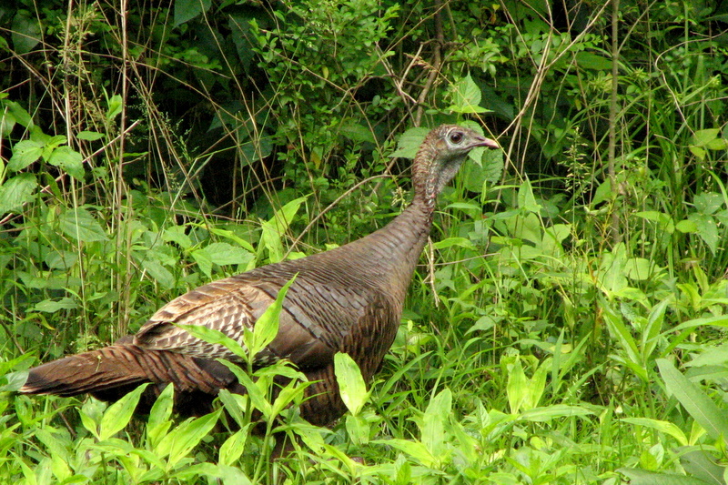 Turkey Hen