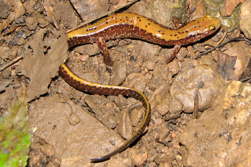Three-Lined Salamander