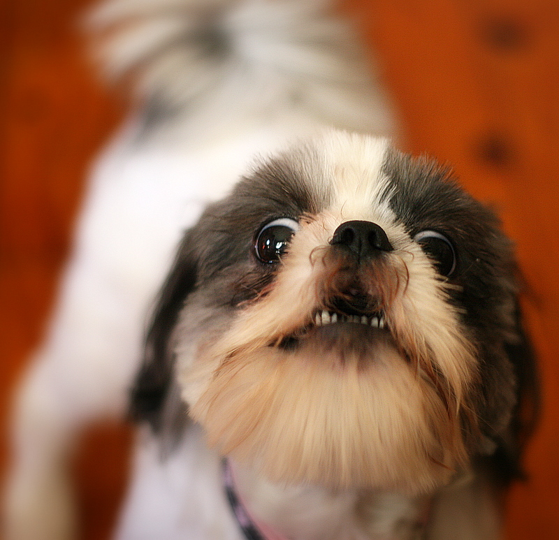Youre Getting Verrrrrry Sleepy, but first, you want to hand me the treeeeaaaats!