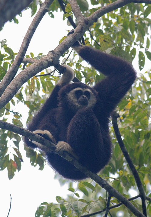 White-handed Gibbon, dark morph