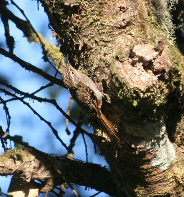 Hume's Treecreeper