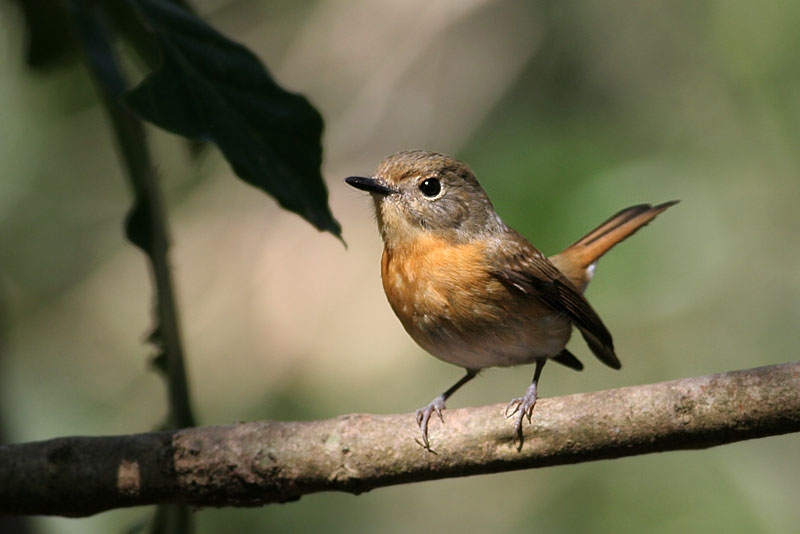 Bluethroat Flycatcher, female