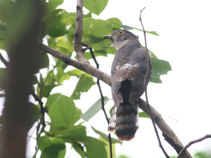 Hodgson's Hawk Cuckoo