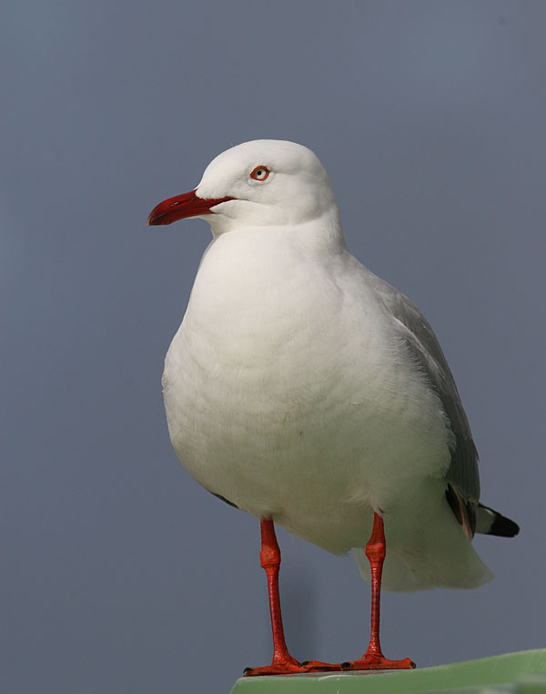 Silver Gull