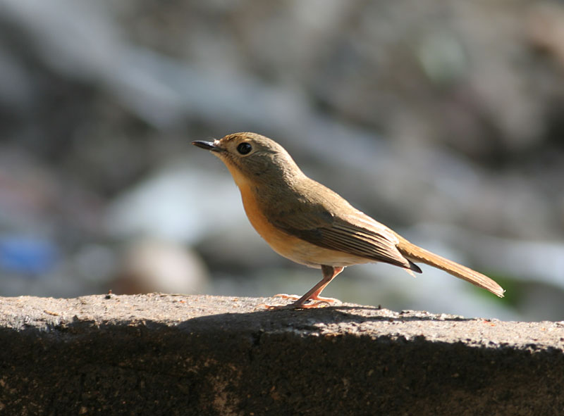 Bluethroat