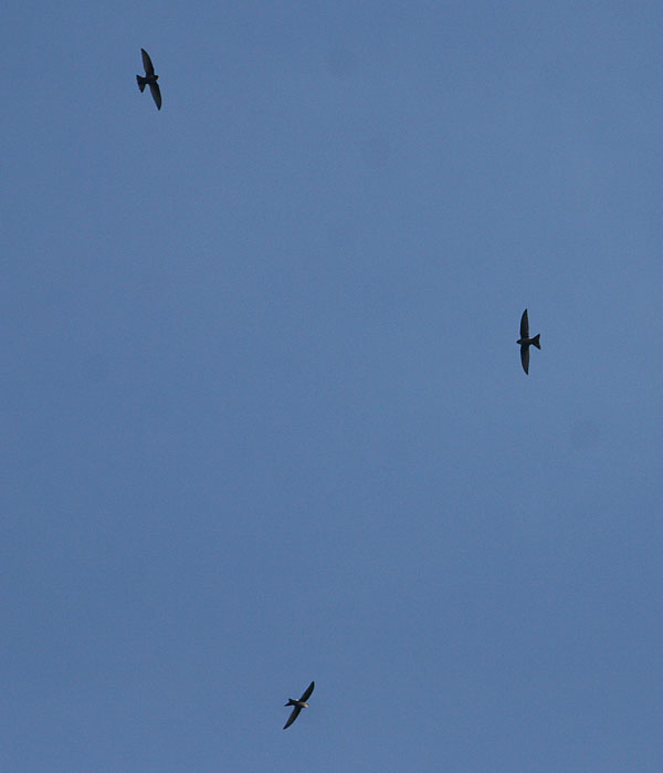 Pacific Swift