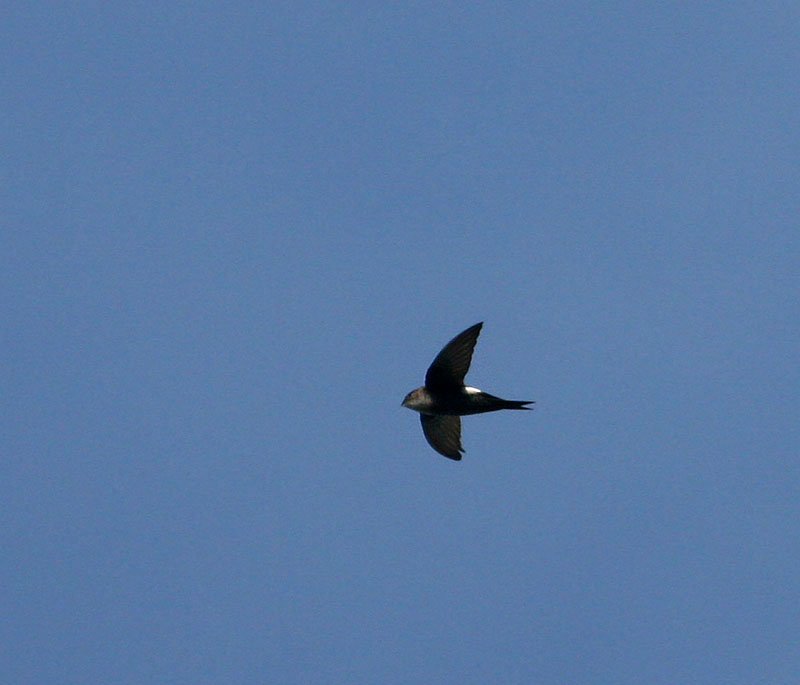 Pacific Swift