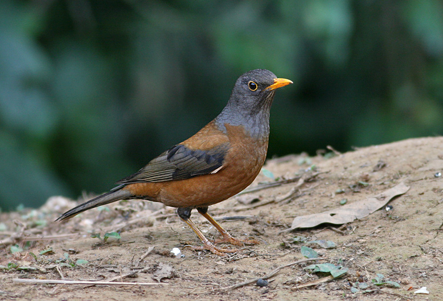 Chestnut Thrush