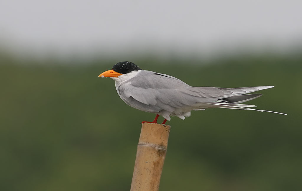 River Tern