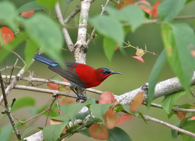 Crimson Sunbird