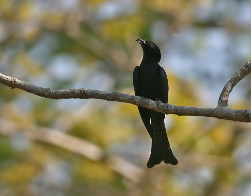 Fork-tailed Drongo Cuckoo