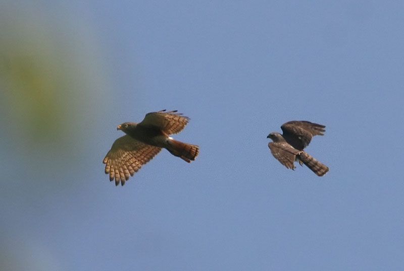 Rufous-winged Buzzard and Shikra