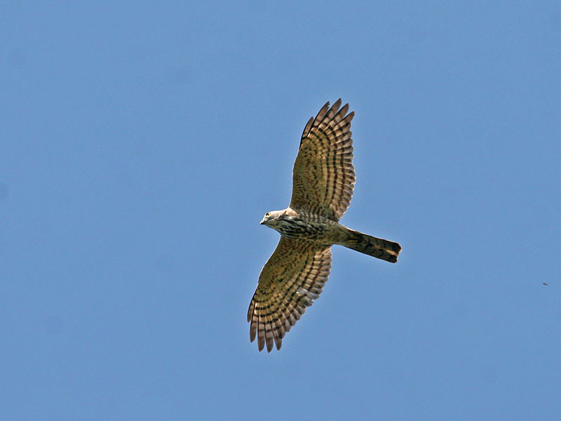 Shikra