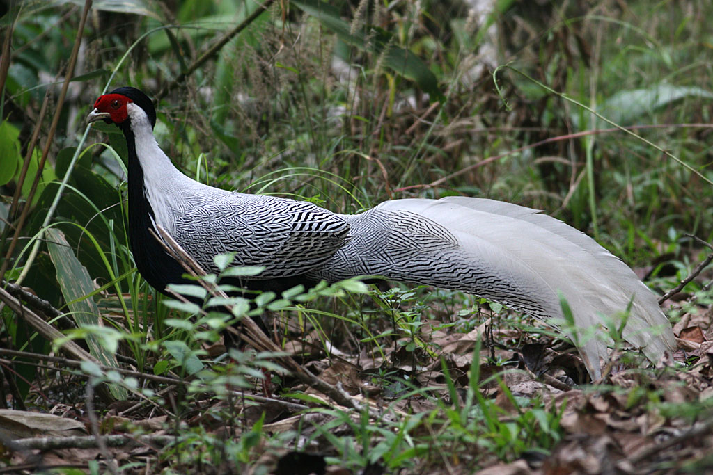 Silver Pheasent