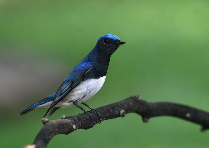 Blue & White Flycatcher