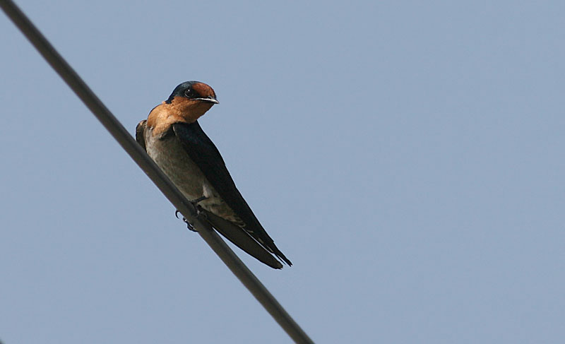 Pacific Swallow